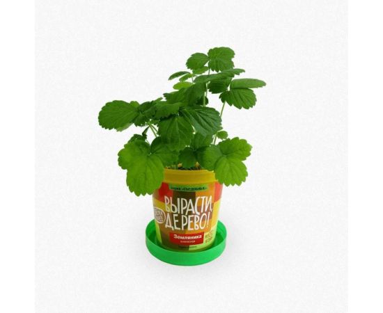 Набор для выращивания растений Вырасти,Дерево! Земляника ананасная zk-038 – изображение 3