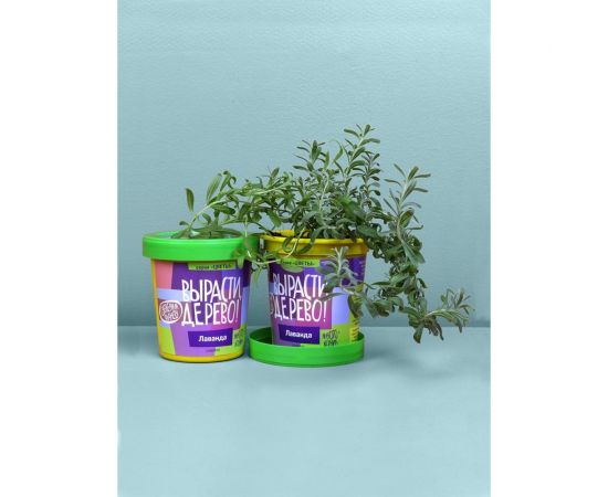 Набор для выращивания растений Вырасти,Дерево! Лаванда zk-030 – изображение 4