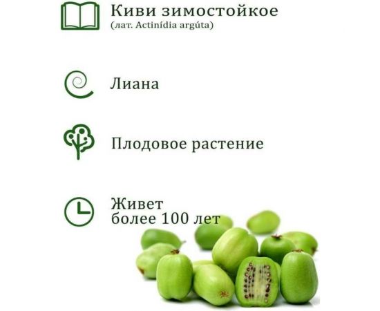 Набор для выращивания растений Вырасти,Дерево! Киви зимостойкое zk-095 – изображение 4