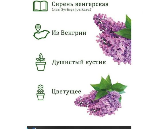 Набор для выращивания растений Вырасти,Дерево! Сирень венгерская zk-053 – изображение 4