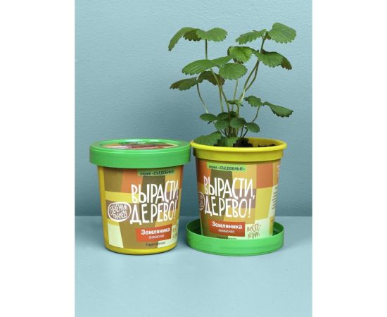 Набор для выращивания растений Вырасти,Дерево! Земляника ананасная zk-038 – изображение 4