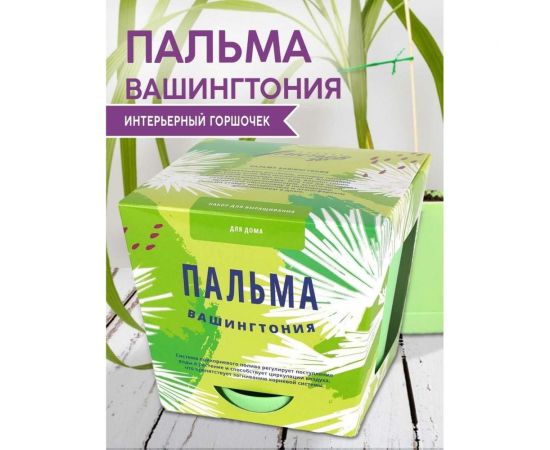 Набор для выращивания растений Тысяча листьев Пальма Вашингтония tl-013 – изображение 4