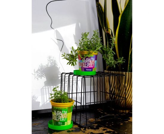 Набор для выращивания растений Вырасти,Дерево! Лаванда zk-030 – изображение 5