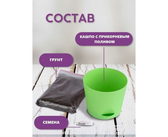 Набор для выращивания растений Тысяча листьев Пальма Вашингтония tl-013 – изображение 5