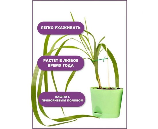 Набор для выращивания растений Тысяча листьев Пальма Вашингтония tl-013 – изображение 6
