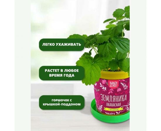 Подарочный набор для выращивания растений Вырасти,Дерево! Земляника ананасная zk-114 – изображение 6