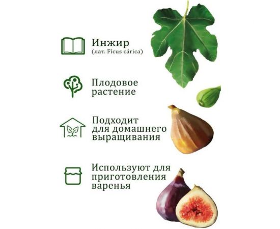 Набор для выращивания растений Вырасти,Дерево! Инжир zk-080 – изображение 6