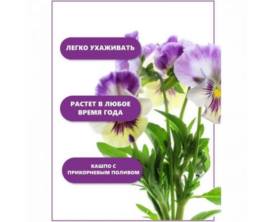 Набор для выращивания растений Тысяча Листьев Анютины глазки tl-001 – изображение 7