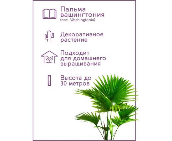 Набор для выращивания растений Тысяча листьев Пальма Вашингтония tl-013 – изображение 7