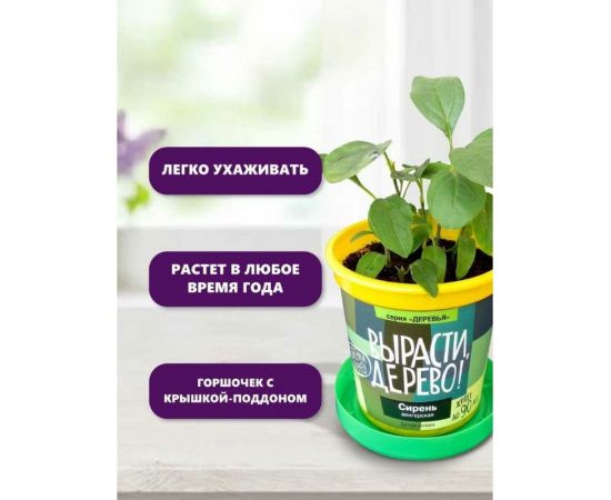 Набор для выращивания растений Вырасти,Дерево! Сирень венгерская zk-053 – изображение 7