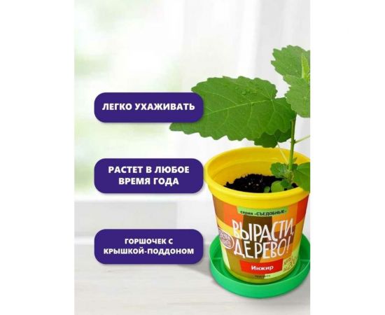 Набор для выращивания растений Вырасти,Дерево! Инжир zk-080 – изображение 7