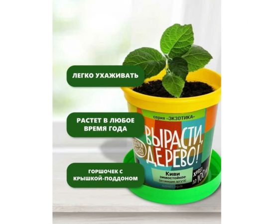 Набор для выращивания растений Вырасти,Дерево! Киви зимостойкое zk-095 – изображение 7