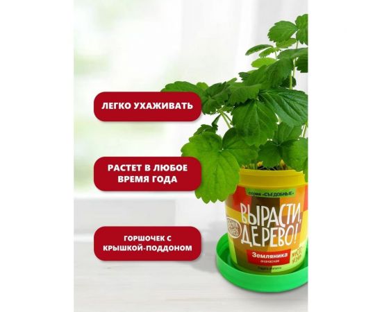 Набор для выращивания растений Вырасти,Дерево! Земляника ананасная zk-038 – изображение 8