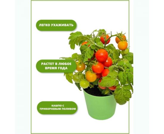 Набор для выращивания растений Тысяча листьев Томат черри tl-011 – изображение 9
