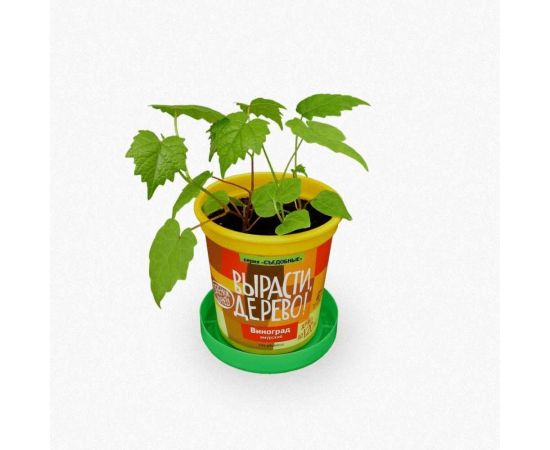 Набор для выращивания растений Вырасти,Дерево! Виноград зимостойкий Амурский zk-057 – изображение 3