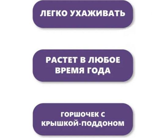 Набор для выращивания растений Вырасти,Дерево! Виноград зимостойкий Амурский zk-057 – изображение 6