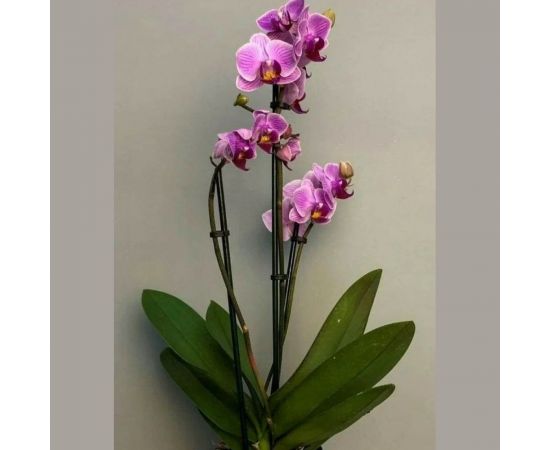 Грунт Сила Суздаля для Орхидей 3 л, фракция 0-7 мм 4680004064497 – изображение 3