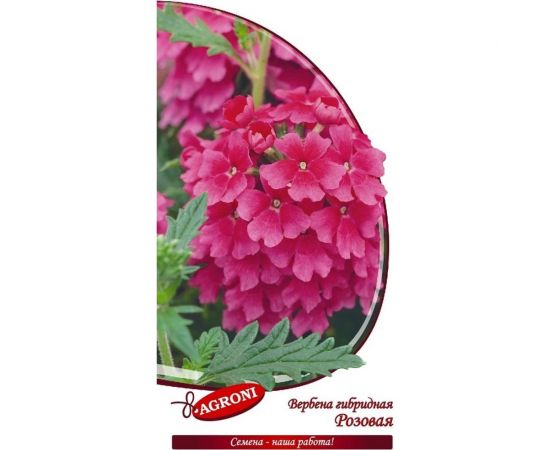 Семена Агрони Вербена гибридная РОЗОВАЯ 5909 