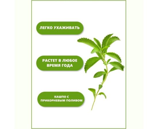 Набор для выращивания растений Тысяча листьев Стевия (медовая трава) tl-008 – изображение 6