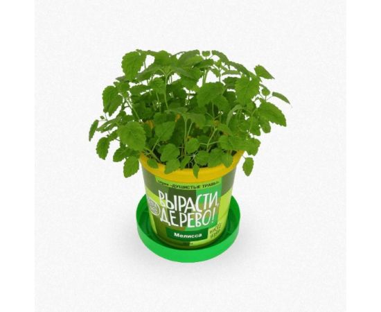 Набор для выращивания растений Вырасти,Дерево! Мелисса zk-035 – изображение 3