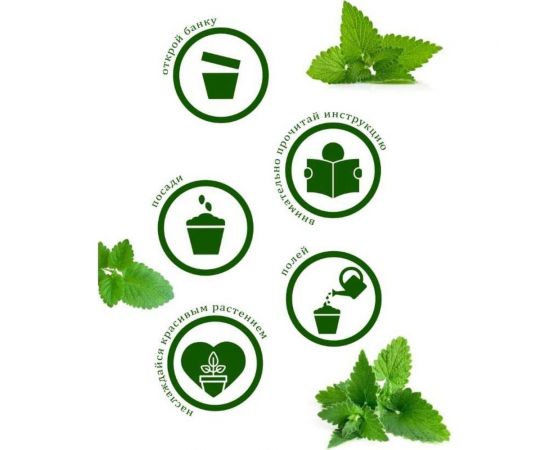 Набор для выращивания растений Вырасти,Дерево! Мелисса zk-035 – изображение 7