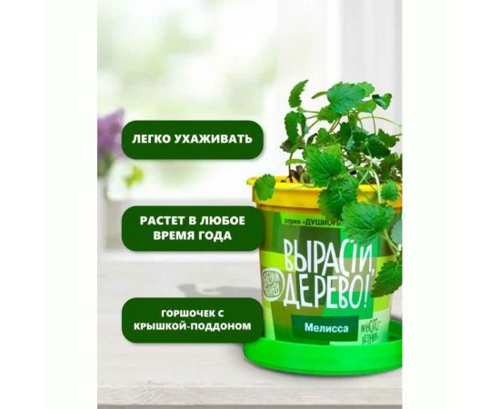 Набор для выращивания растений Вырасти,Дерево! Мелисса zk-035 – изображение 8