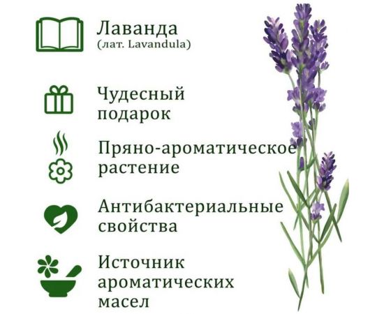 Подарочный набор для выращивания растений Вырасти,Дерево! Лаванда zk-116 – изображение 3