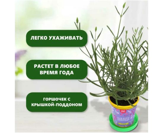 Подарочный набор для выращивания растений Вырасти,Дерево! Лаванда zk-116 – изображение 6