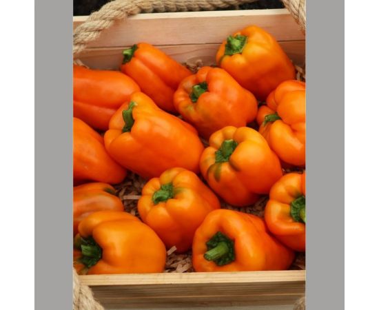 Семена Уральский дачник перец сладкий Диво Дивное 4627130879069 – изображение 2