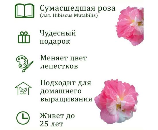 Подарочный набор для выращивания растений Вырасти,Дерево! Сумасшедшая роза zk-119 – изображение 2