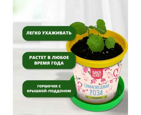 Подарочный набор для выращивания растений Вырасти,Дерево! Сумасшедшая роза zk-119 – изображение 5