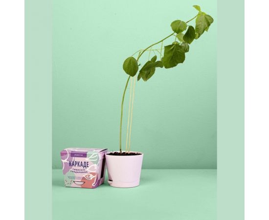 Набор для выращивания растений Каркаде Тысяча Листьев Гибискус сабдариффа tl-006 – изображение 6