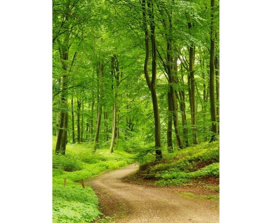 Фотообои флизелиновые Fotooboikin " Лес" 200x270 см fot-07 – изображение 2