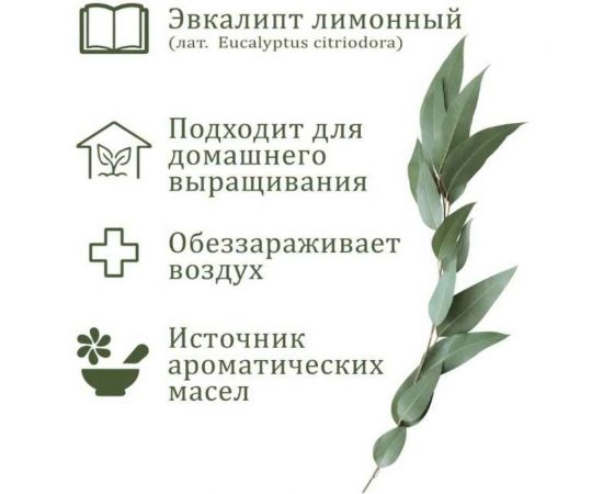 Подарочный набор для выращивания растений Вырасти,Дерево! Эвкалипт лимонный zk-120 – изображение 2