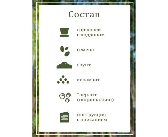 Подарочный набор для выращивания растений Вырасти,Дерево! Эвкалипт лимонный zk-120 – изображение 3