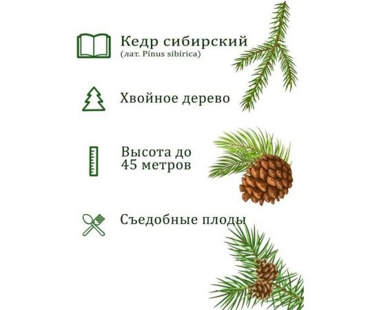 Набор для выращивания растений Вырасти,Дерево! Кедр сибирский zk-001 – изображение 4