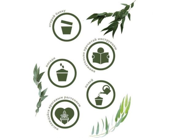 Подарочный набор для выращивания растений Вырасти,Дерево! Эвкалипт лимонный zk-120 – изображение 4