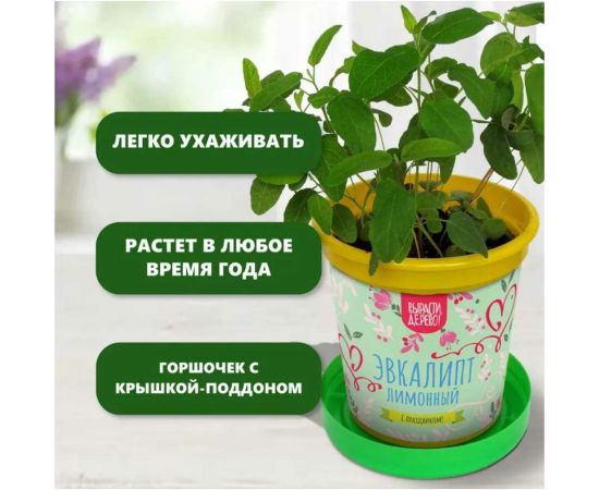 Подарочный набор для выращивания растений Вырасти,Дерево! Эвкалипт лимонный zk-120 – изображение 5
