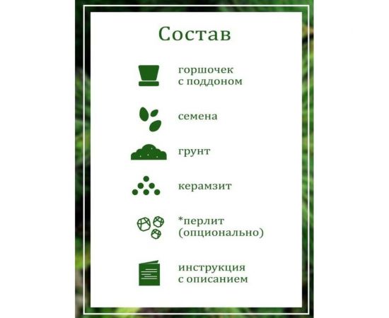 Набор для выращивания растений Вырасти,Дерево! Кедр сибирский zk-001 – изображение 5