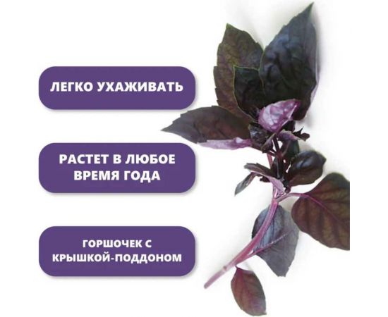 Набор для выращивания растений Вырасти,Дерево! Базилик фиолетовый zk-123 – изображение 6