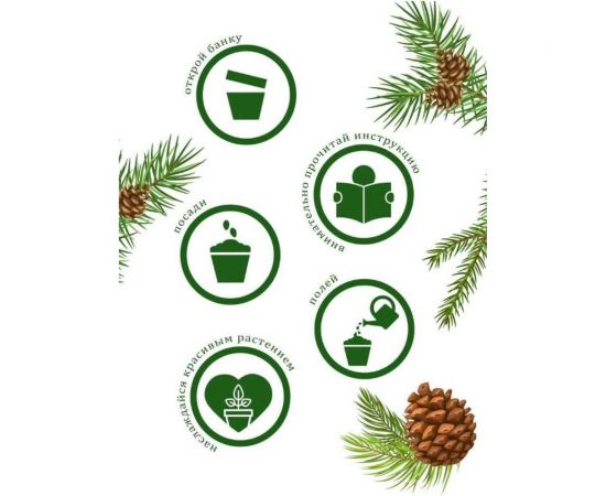 Набор для выращивания растений Вырасти,Дерево! Кедр сибирский zk-001 – изображение 6