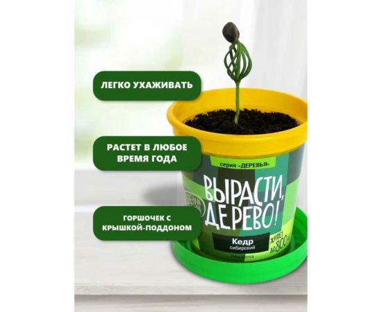 Набор для выращивания растений Вырасти,Дерево! Кедр сибирский zk-001 – изображение 7