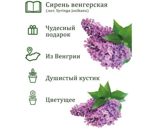 Подарочный набор для выращивания растений Вырасти,Дерево! Сирень венгерская zk-118 – изображение 2