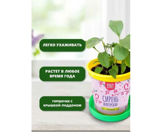 Подарочный набор для выращивания растений Вырасти,Дерево! Сирень венгерская zk-118 – изображение 5