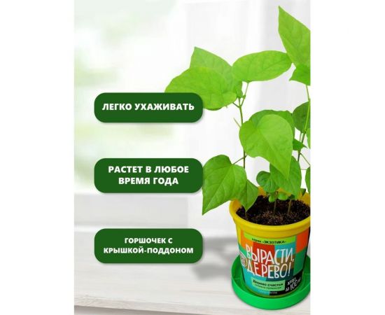 Набор для выращивания растений Вырасти,Дерево! Дерево счастья катальпа zk-068 – изображение 7