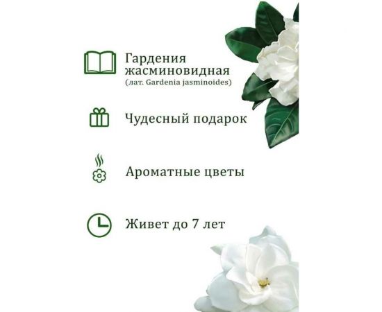 Подарочный набор для выращивания растений Вырасти,Дерево! Гардения жасминовидная zk-111 – изображение 2