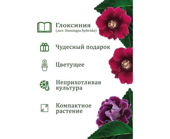 Подарочный набор для выращивания растений Вырасти,Дерево! Глоксиния гибридная zk-112 – изображение 2