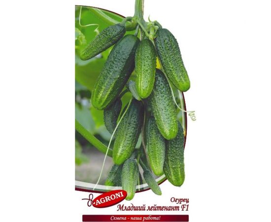 Семена Агрони Огурец МЛАДШИЙ ЛЕЙТЕНАНТ F1 4735 – изображение 2