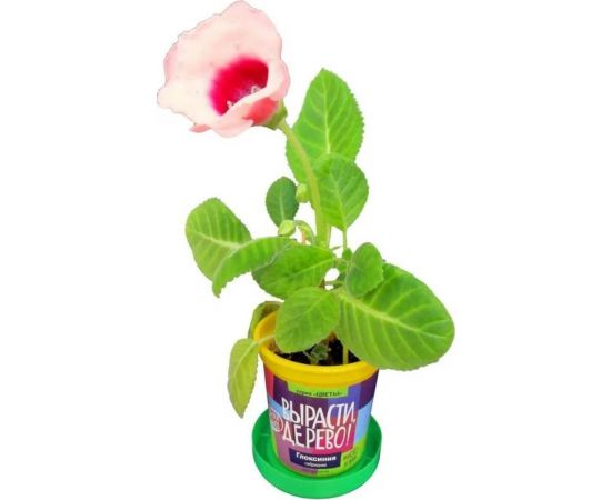 Набор для выращивания растений Вырасти,Дерево! Глоксиния гибридная zk-067 – изображение 3