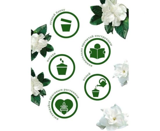 Подарочный набор для выращивания растений Вырасти,Дерево! Гардения жасминовидная zk-111 – изображение 4